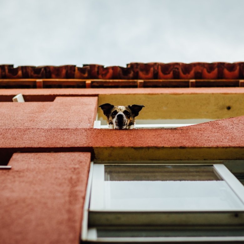 Direitos dos Animais em Condomínios: O Que a Lei Diz Sobre Barulho e Áreas Comuns